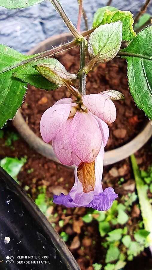 Ảnh minh hoạ Cây Cơm Nếp (Strobilanthes acrocephalus) 4