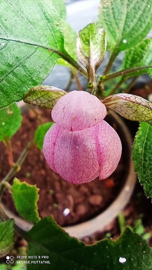 Ảnh minh hoạ Cây Cơm Nếp (Strobilanthes acrocephalus) 5