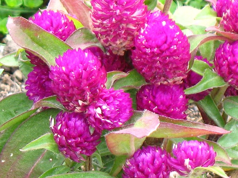 Ảnh minh hoạ Cây Cúc Bách Nhật (Gomphrena globosa) 4