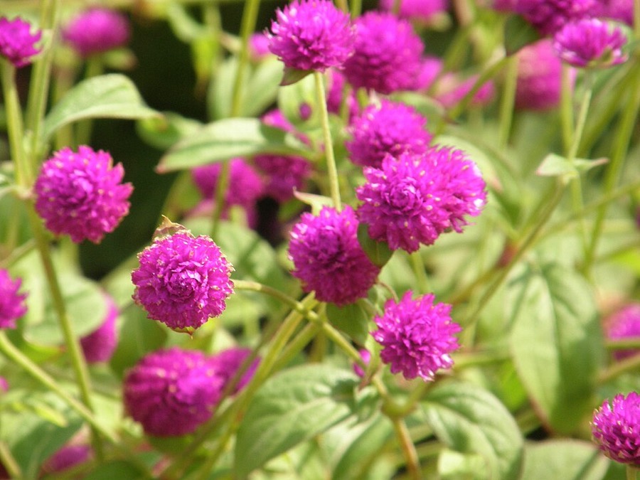Ảnh minh hoạ Cây Cúc Bách Nhật (Gomphrena globosa) 5