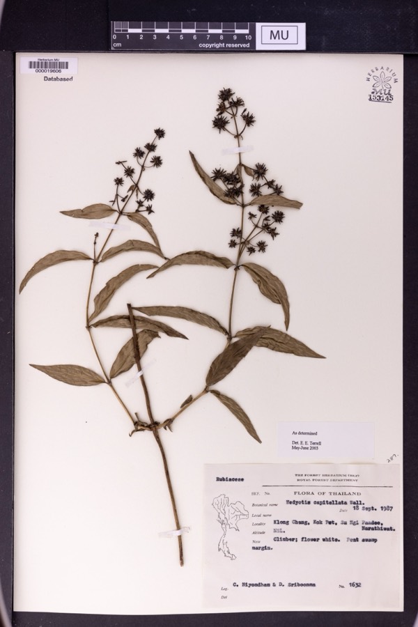 Ảnh minh hoạ Cây Dạ Cẩm (Hedyotis capitellata) 4