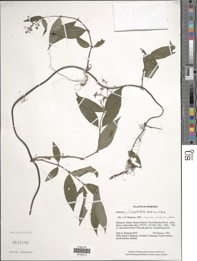 Ảnh minh hoạ Cây Dạ Cẩm (Hedyotis capitellata) 5