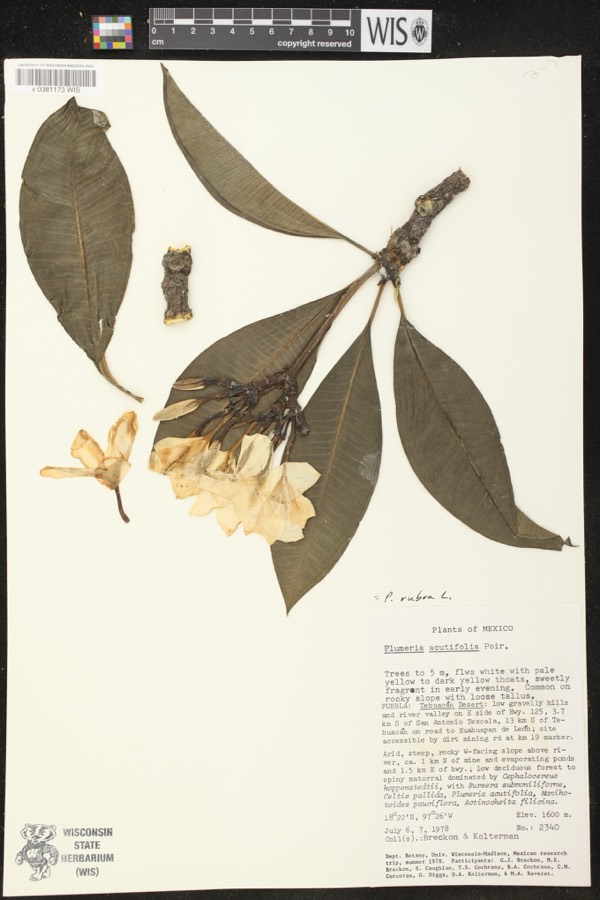 Ảnh minh hoạ Cây Đại (Plumeria acutifolia) 4