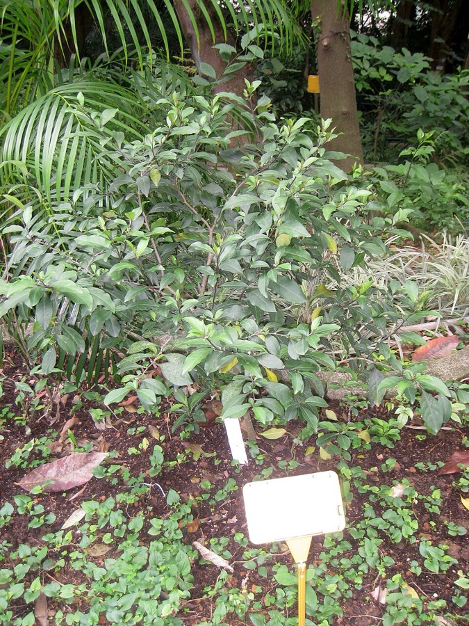 Ảnh minh hoạ Cây Diếp Cá (Houttuynia cordata) 3