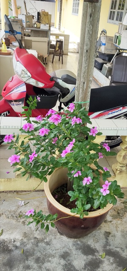Ảnh minh hoạ Cây Dừa Cạn (Catharanthus roseus) 4