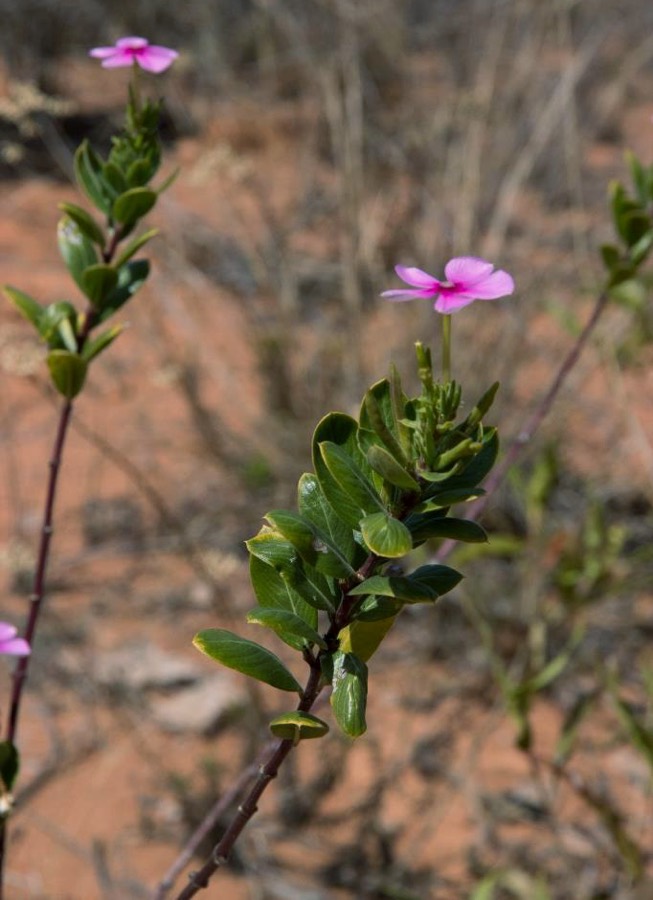 Ảnh minh hoạ Cây Dừa Cạn (Catharanthus roseus) 5
