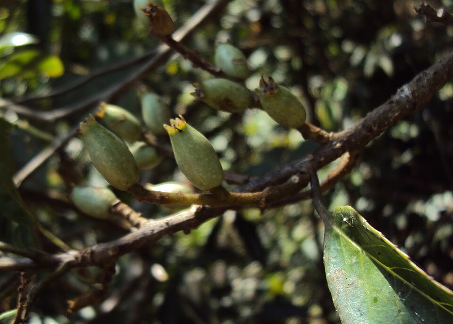 Ảnh minh hoạ Cây Dung (Symplocos racemosa) 4