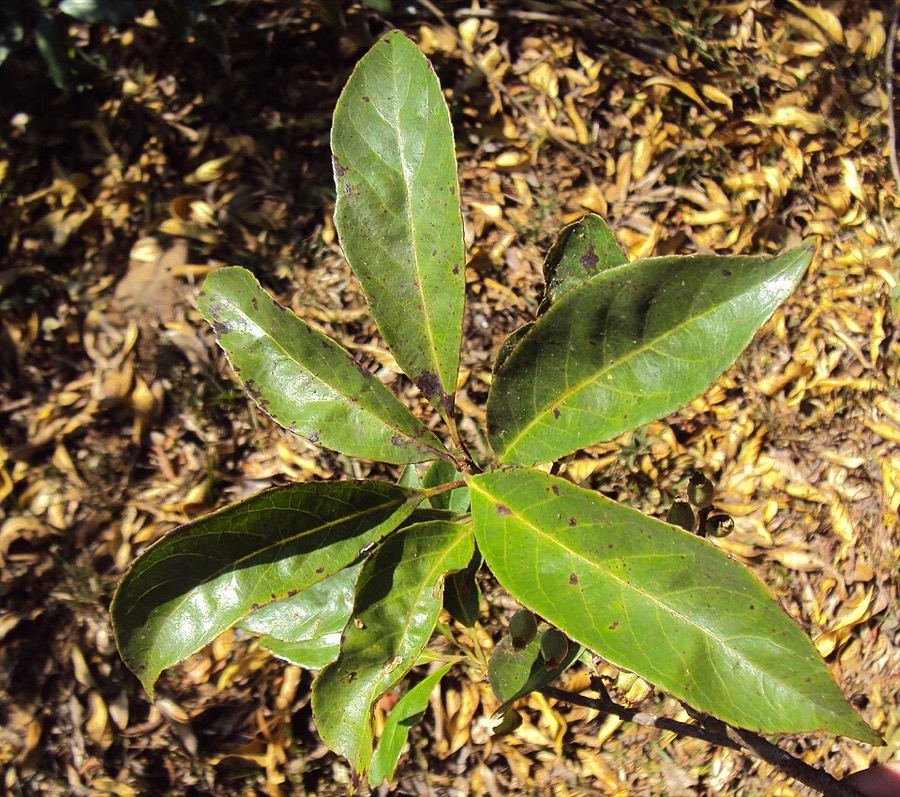 Ảnh minh hoạ Cây Dung (Symplocos racemosa) 5