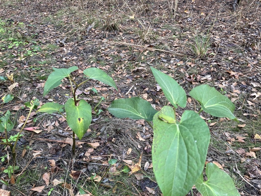 Ảnh minh hoạ Cây Hàm Ếch (Saururus sinensis) 4