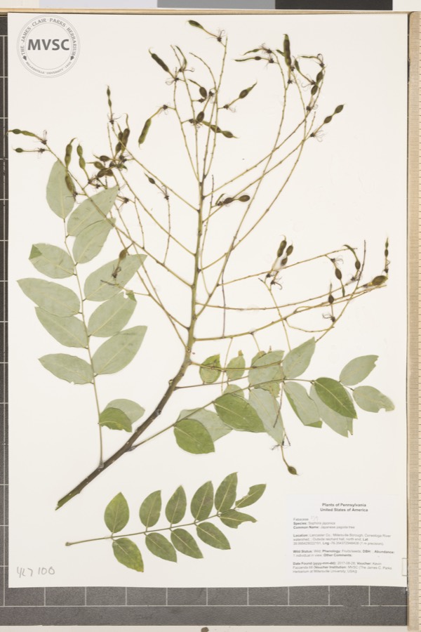 Ảnh minh hoạ Cây Hoa Hòe (Sophora japonica) 5