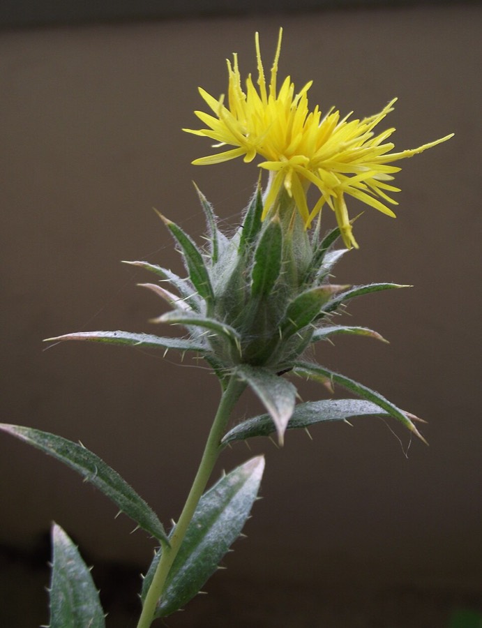 Ảnh minh hoạ Cây Hồng Hoa (Carthamus tinctorius) 5