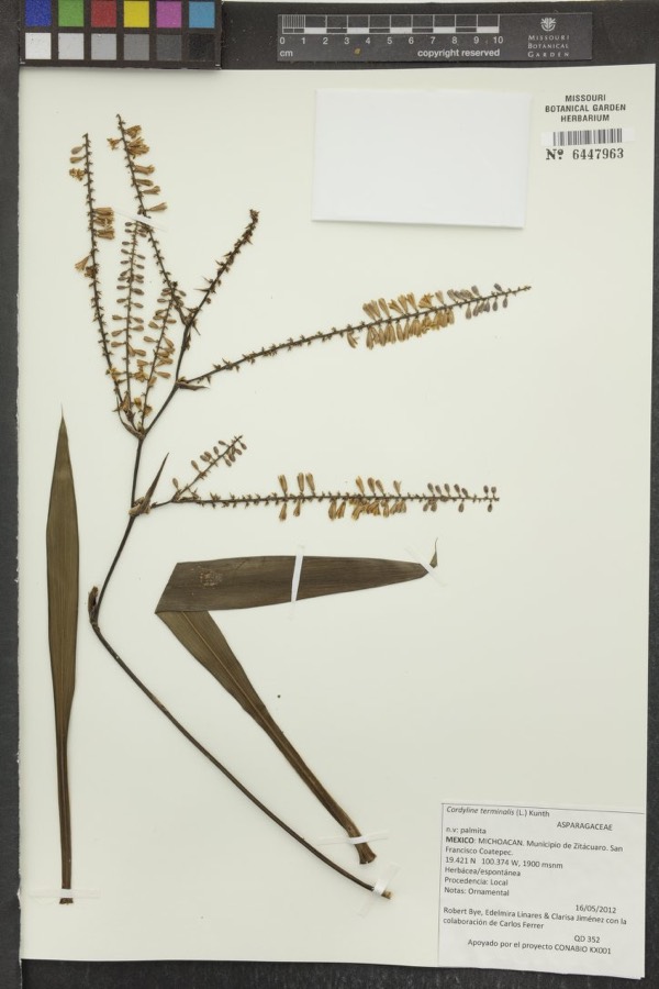 Ảnh minh hoạ Cây Huyết Dụ (Cordyline terminalis) 4