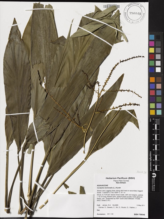 Ảnh minh hoạ Cây Huyết Dụ (Cordyline terminalis) 5