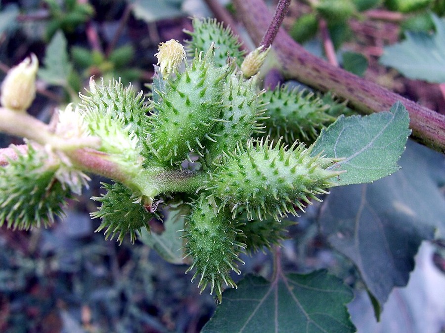 Ảnh minh hoạ Cây Ké Đầu Ngựa (Xanthium strumarium) 1