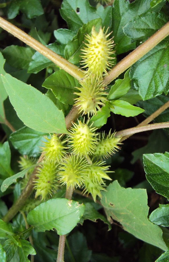 Ảnh minh hoạ Cây Ké Đầu Ngựa (Xanthium strumarium) 2