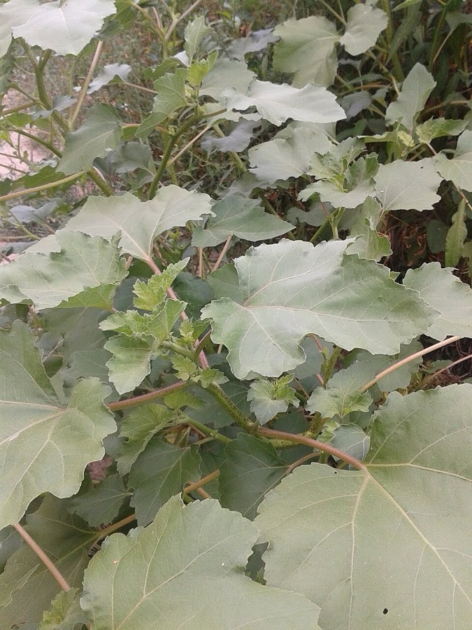 Ảnh minh hoạ Cây Ké Đầu Ngựa (Xanthium strumarium) 3