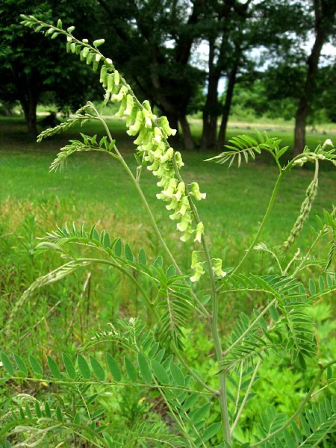 Ảnh minh hoạ Cây Khổ Sâm Cho Rễ (Sophora flavescens) 1