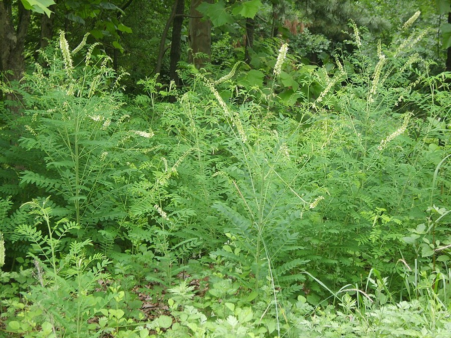 Ảnh minh hoạ Cây Khổ Sâm Cho Rễ (Sophora flavescens) 2