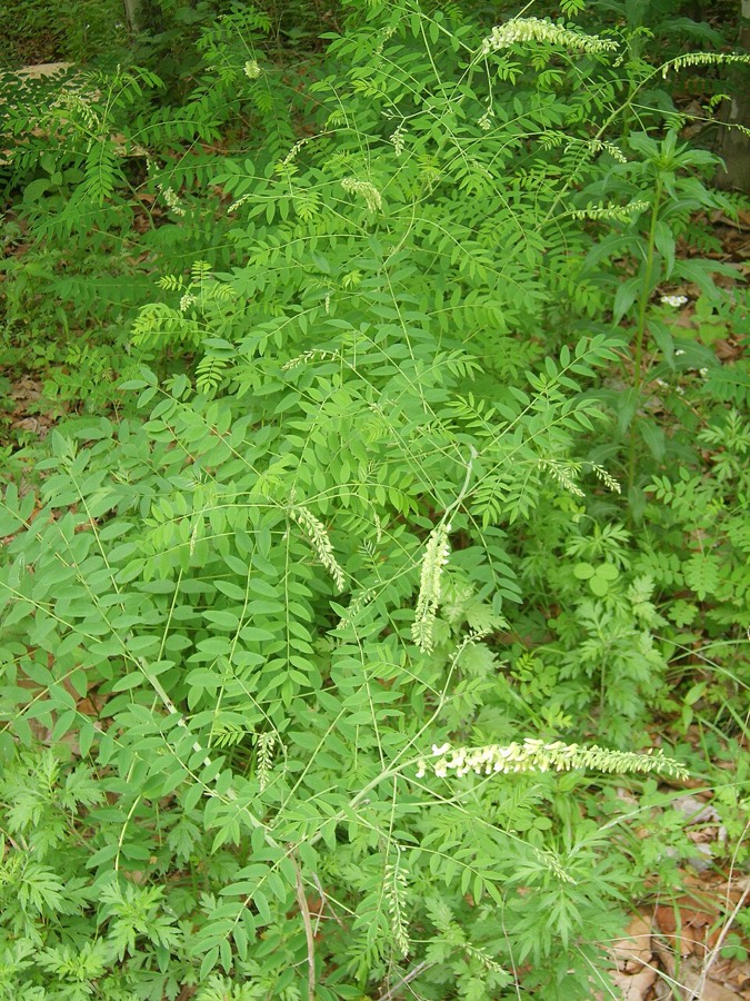 Ảnh minh hoạ Cây Khổ Sâm Cho Rễ (Sophora flavescens) 3