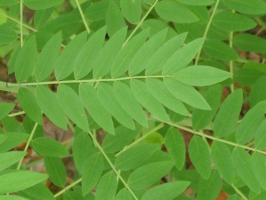 Ảnh minh hoạ Cây Khổ Sâm Cho Rễ (Sophora flavescens) 4
