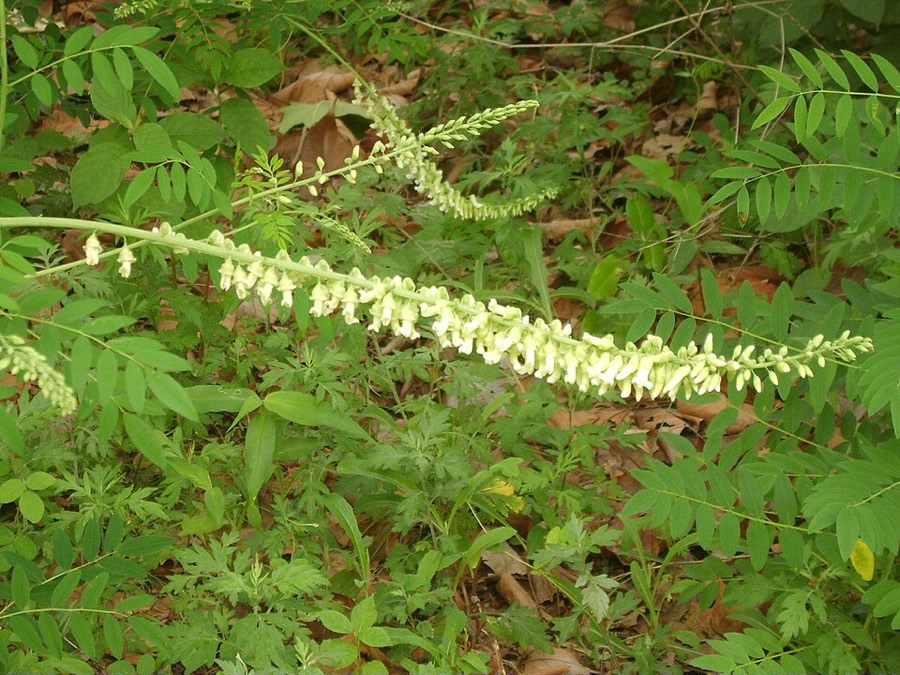Ảnh minh hoạ Cây Khổ Sâm Cho Rễ (Sophora flavescens) 5