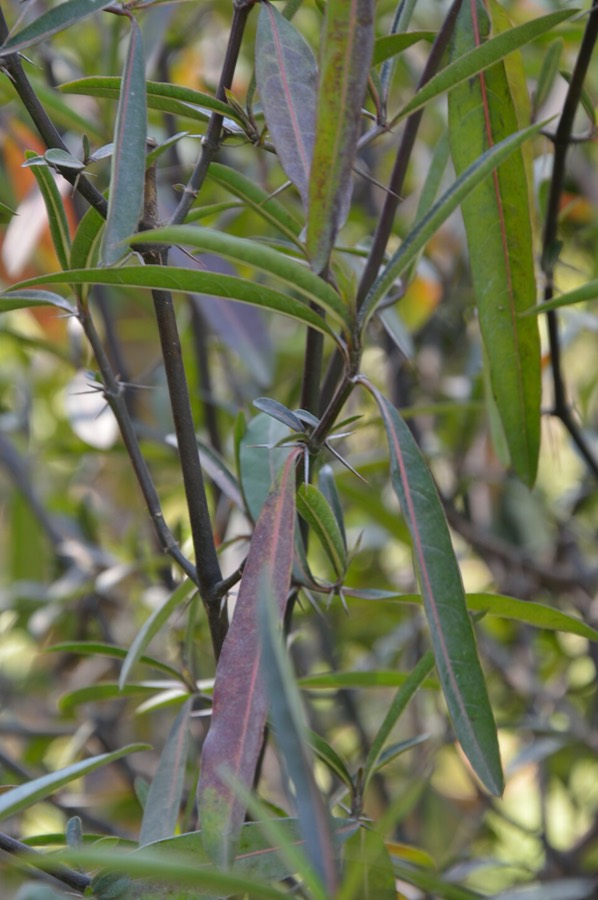 Ảnh minh hoạ Cây Kim Vàng (Barleria lupulina) 4