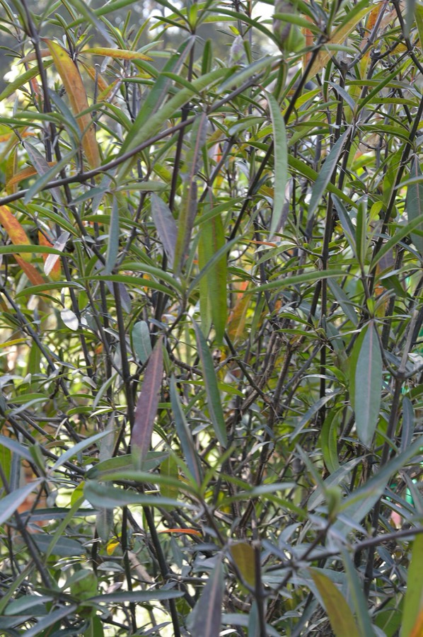 Ảnh minh hoạ Cây Kim Vàng (Barleria lupulina) 5