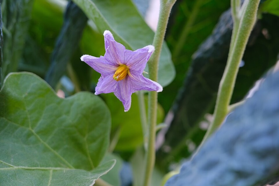 Ảnh minh hoạ Cây La (Solanum verbascifolium) 4