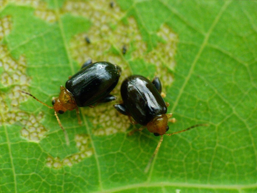 Ảnh minh hoạ Cây Lá Tiết Dê (Cissampelos pareira) 4