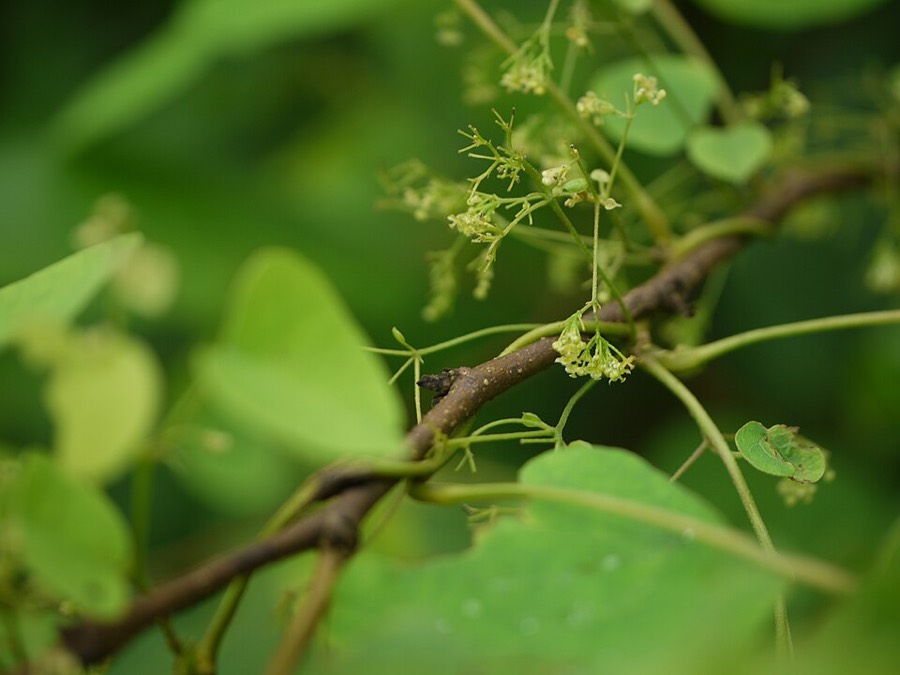 Ảnh minh hoạ Cây Lá Tiết Dê (Cissampelos pareira) 5