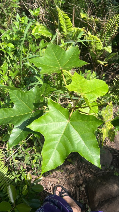 Ảnh minh hoạ Cây Lai (Aleurites moluccana) 4