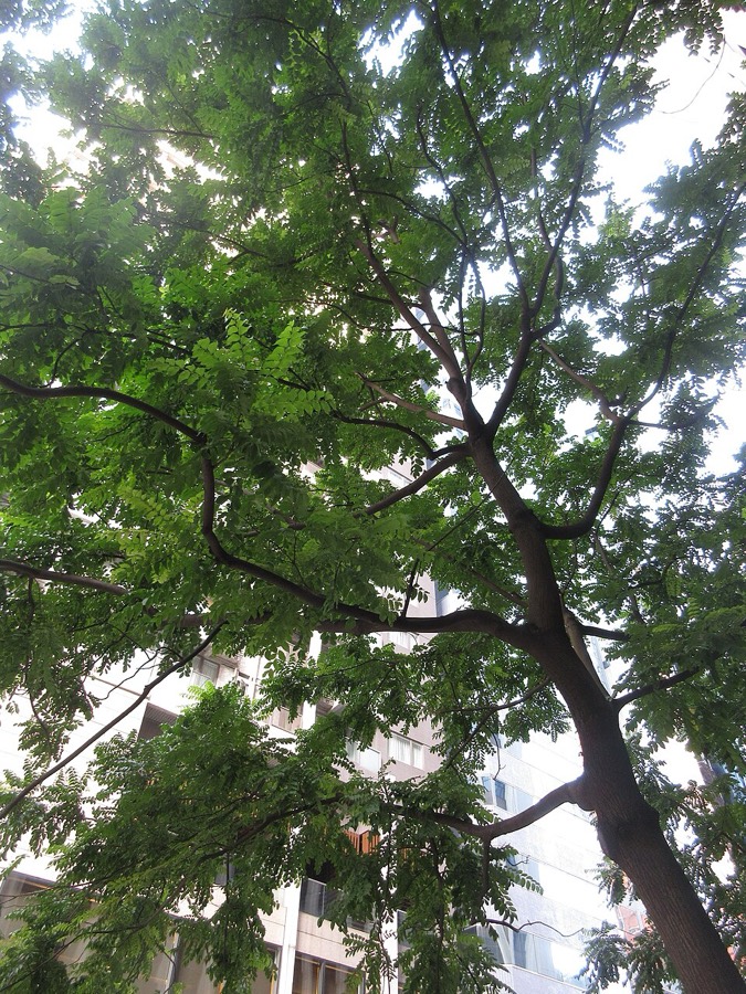 Ảnh minh hoạ Cây Lim (Erythrophleum fordii) 4