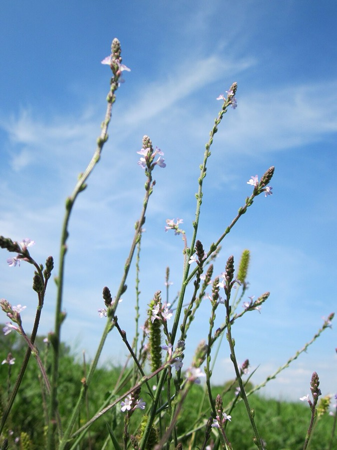 Ảnh minh hoạ Cây Mã Tiên Thảo (Verbena officinalis) 2