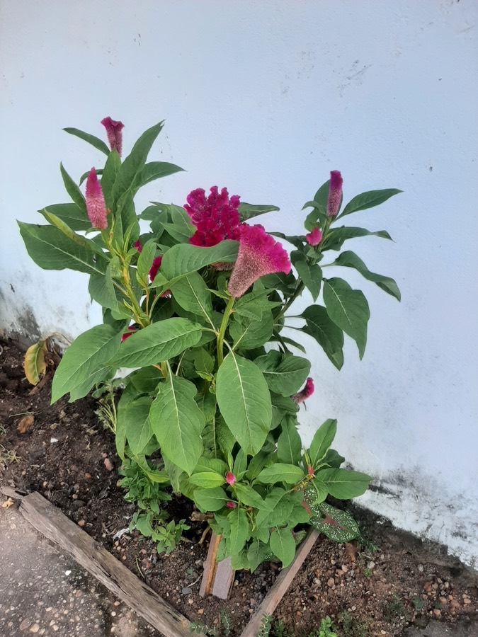 Ảnh minh hoạ Cây Mào Gà Đỏ (Celosia cristata) 4