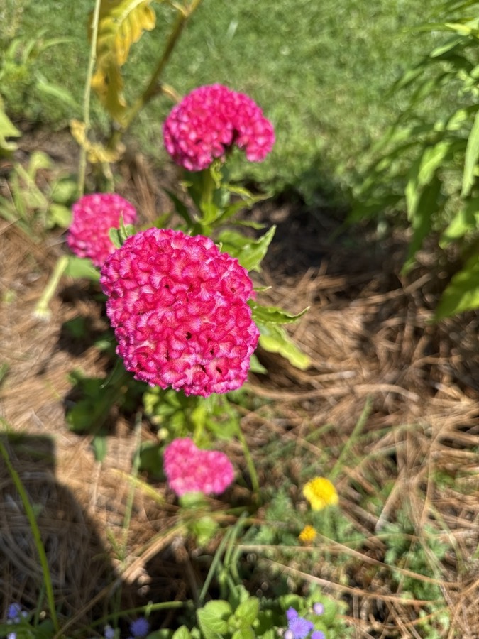 Ảnh minh hoạ Cây Mào Gà Đỏ (Celosia cristata) 5