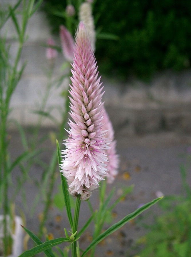 Ảnh minh hoạ Cây Mào Gà Trắng (Celosia argentea) 2