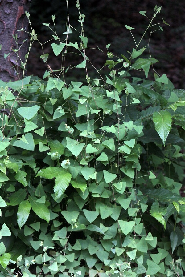 Ảnh minh hoạ Rau Má Ngọ (Persicaria perfoliata) 4