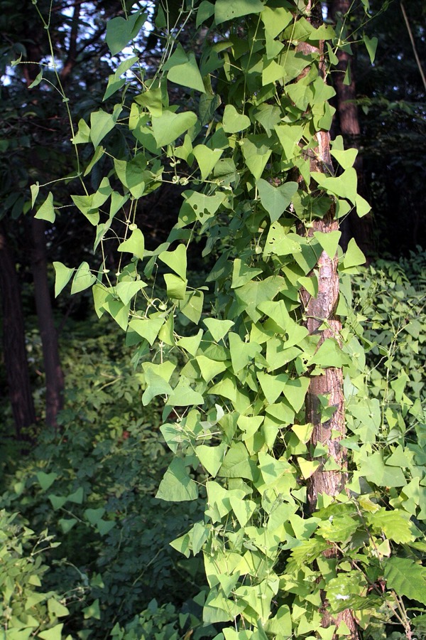 Ảnh minh hoạ Rau Má Ngọ (Persicaria perfoliata) 5