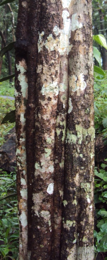 Ảnh minh hoạ Cây Rùm Nao (Mallotus philippensis) 1