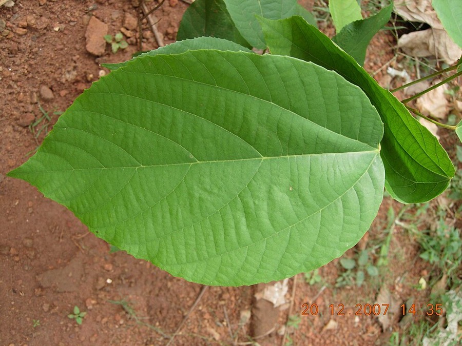 Ảnh minh hoạ Cây Rùm Nao (Mallotus philippensis) 2