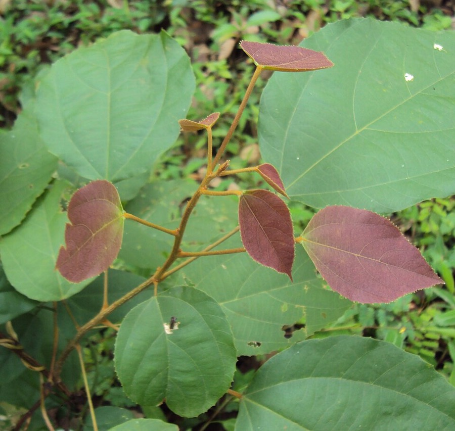Ảnh minh hoạ Cây Rùm Nao (Mallotus philippensis) 3