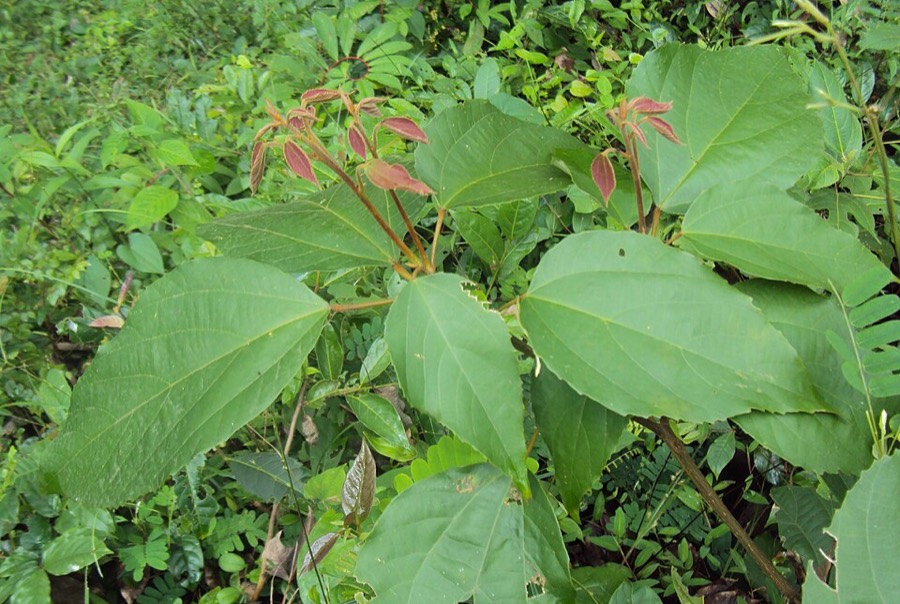 Ảnh minh hoạ Cây Rùm Nao (Mallotus philippensis) 4
