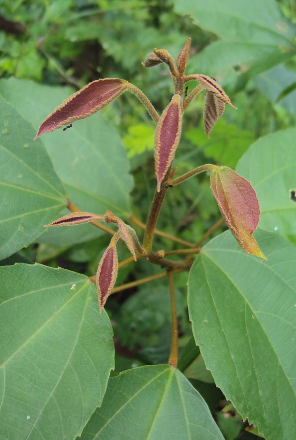 Ảnh minh hoạ Cây Rùm Nao (Mallotus philippensis) 5