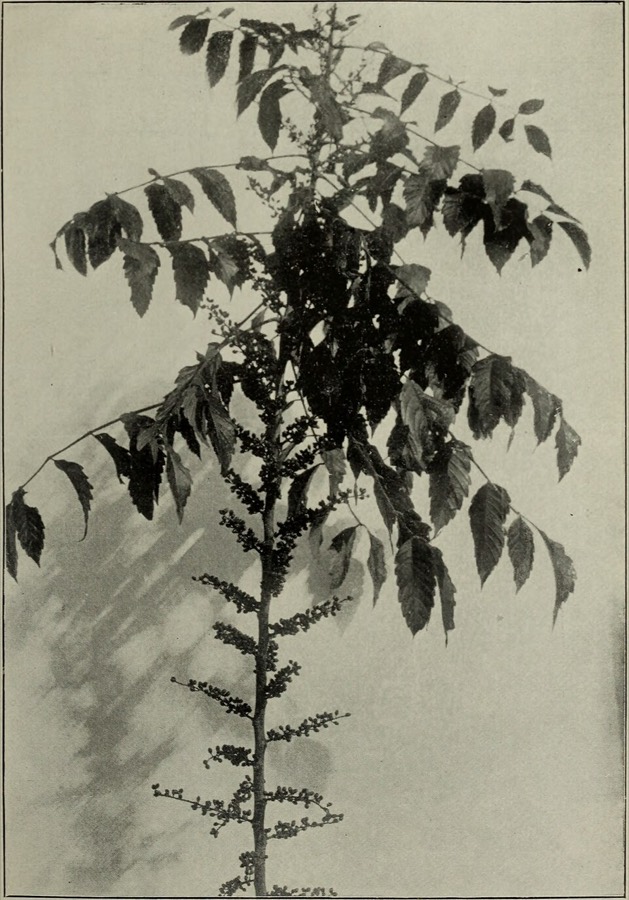 Ảnh minh hoạ Cây Sầu Đâu Rừng (Brucea javanica) 4