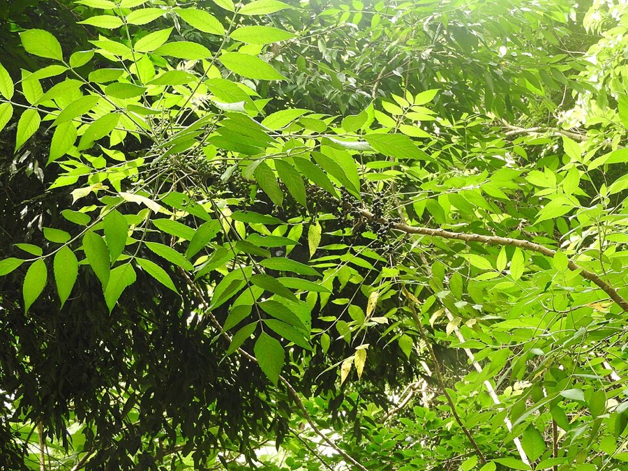 Ảnh minh hoạ Cây Sầu Đâu Rừng (Brucea javanica) 5