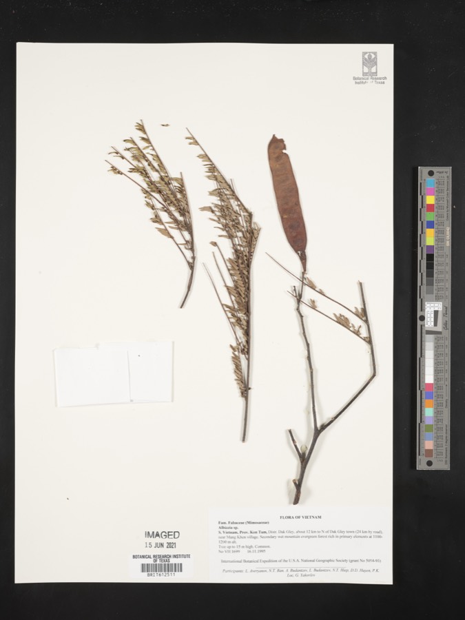 Ảnh minh hoạ Cây Sóng Rắn (Albizzia myriophylla) 4