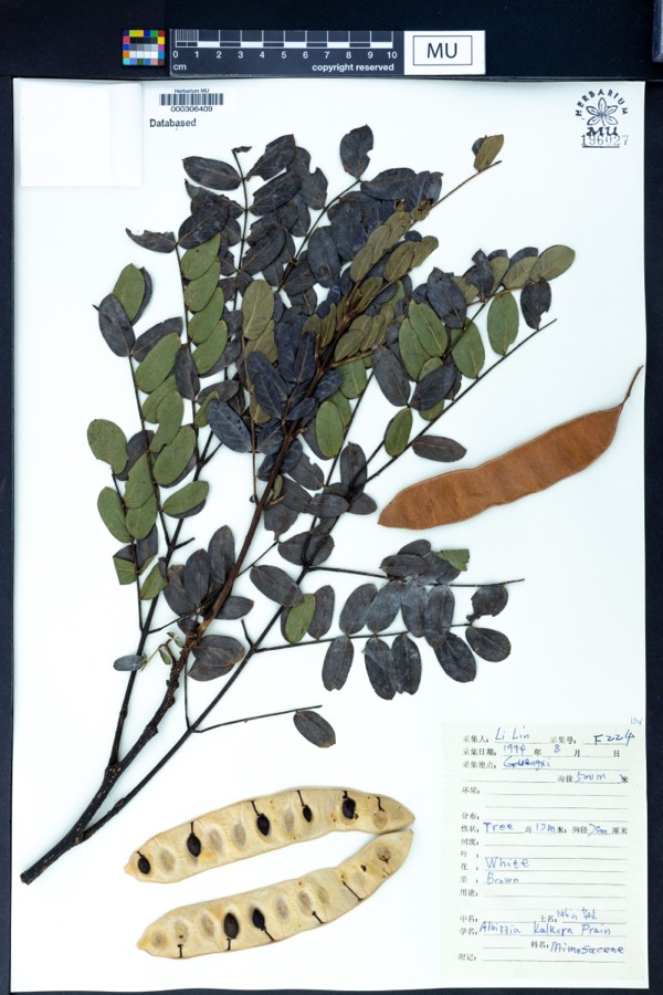 Ảnh minh hoạ Cây Sóng Rắn (Albizzia myriophylla) 5