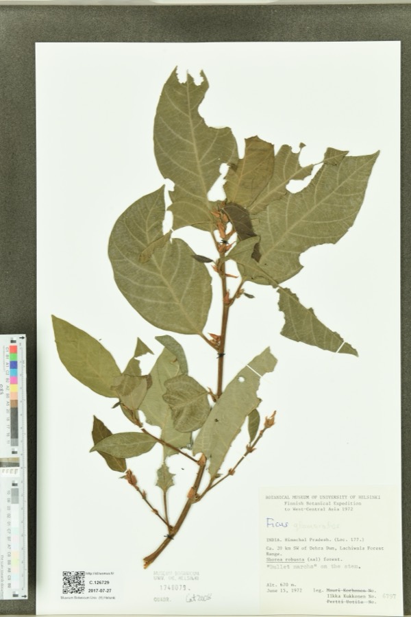 Ảnh minh hoạ Cây Sung (Ficus glomerata) 4