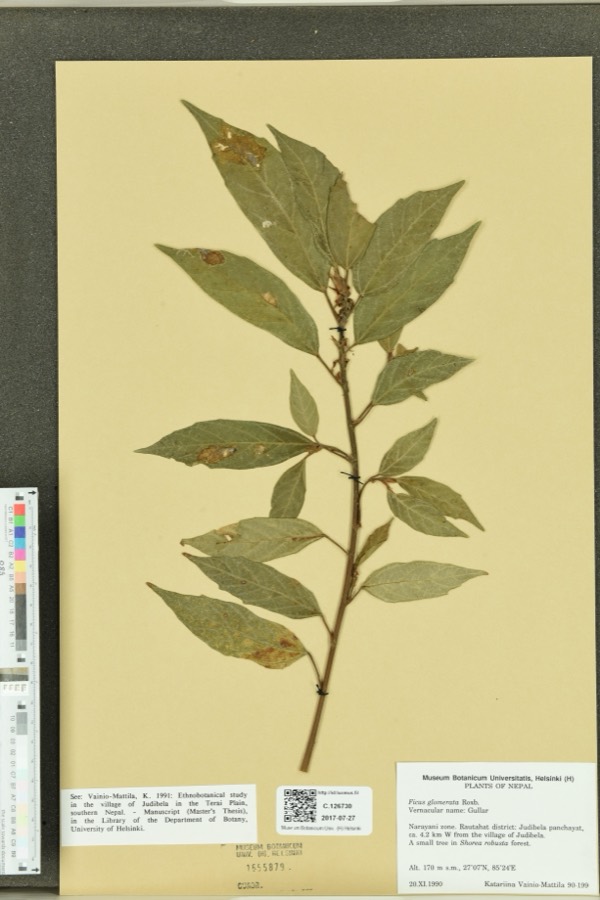 Ảnh minh hoạ Cây Sung (Ficus glomerata) 5