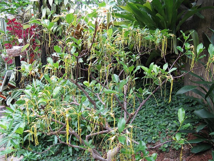 Ảnh minh hoạ Cây Sừng Dê (Strophanthus divaricatus) 1